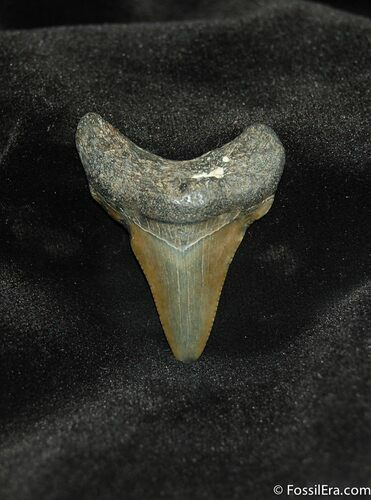Small Megalodon Shark Tooth #565
